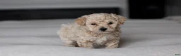 Bichpoo dogs for sale: Beau - Ad 4