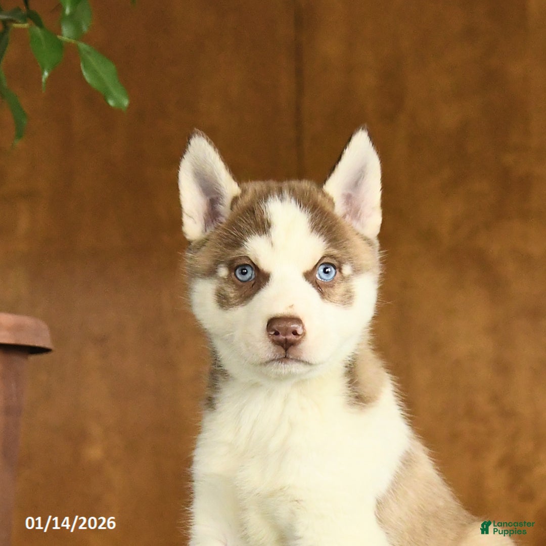 Siberian Husky dogs for sale: Buster - Ad 4