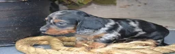 Dachshund dogs for sale: Toby - Ad 3