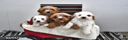 Cavapoo dogs for sale: Skipper - Ad 5