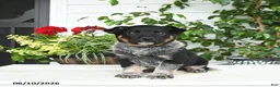 Australian Cattle Dog dogs for sale: Chase - Ad 1