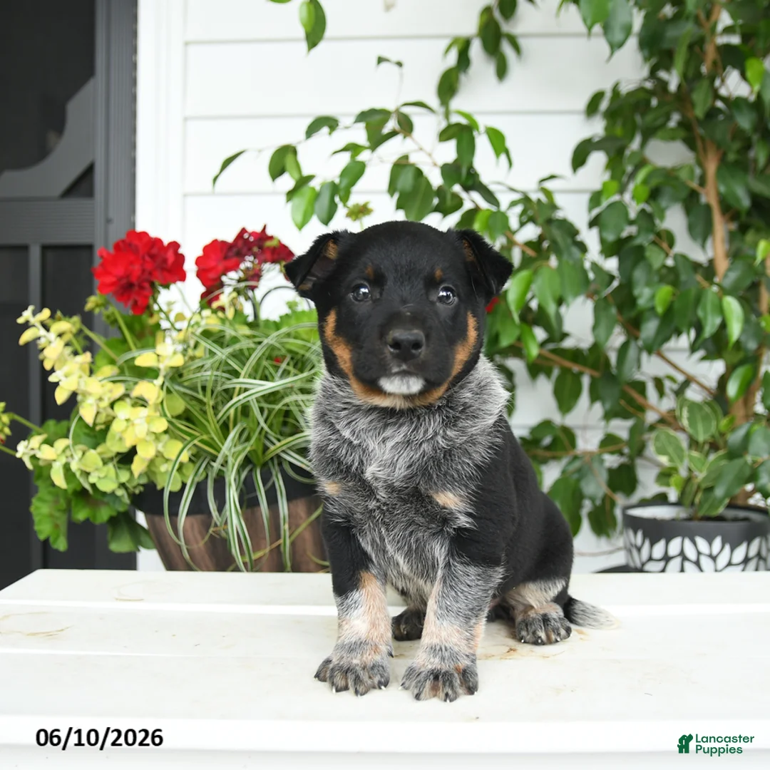 Australian Cattle Dog dogs for sale: Chase - Ad 1