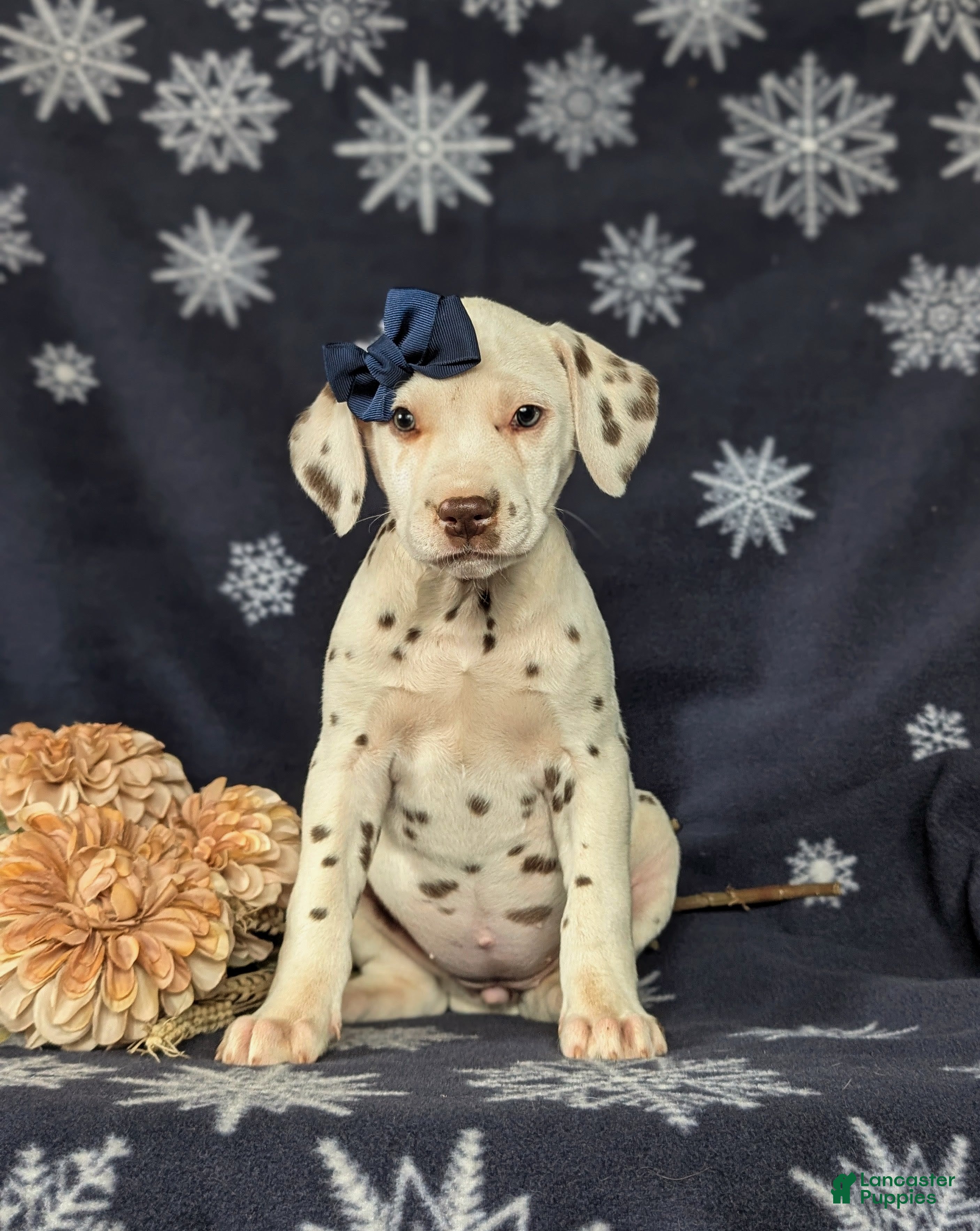 Dalmatian dogs Lacey Liver spots - Ad 2