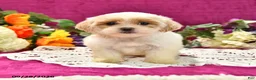 Shihpoo dogs for sale: Jetta - Ad 1