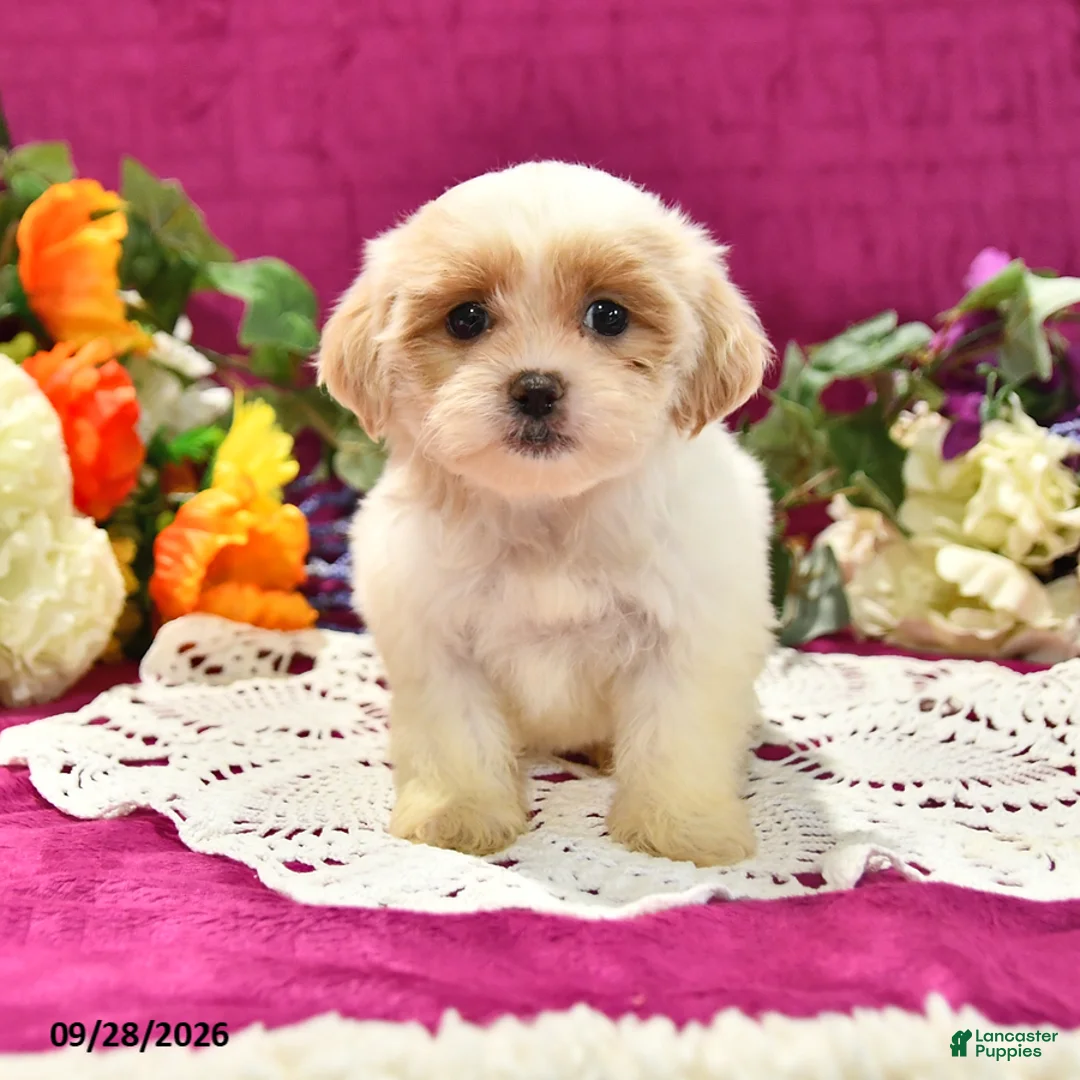 Shihpoo dogs for sale: Jetta - Ad 1