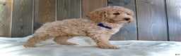 Mini Goldendoodle dogs for sale: Rusty - Ad 3