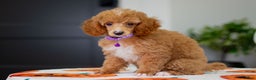 Toy Poodle dogs for sale: Willow - Ad 5