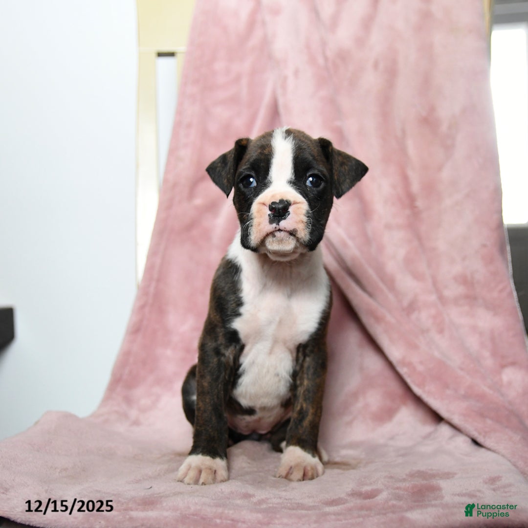 Boxer dogs for sale: Lindsey - Ad 4