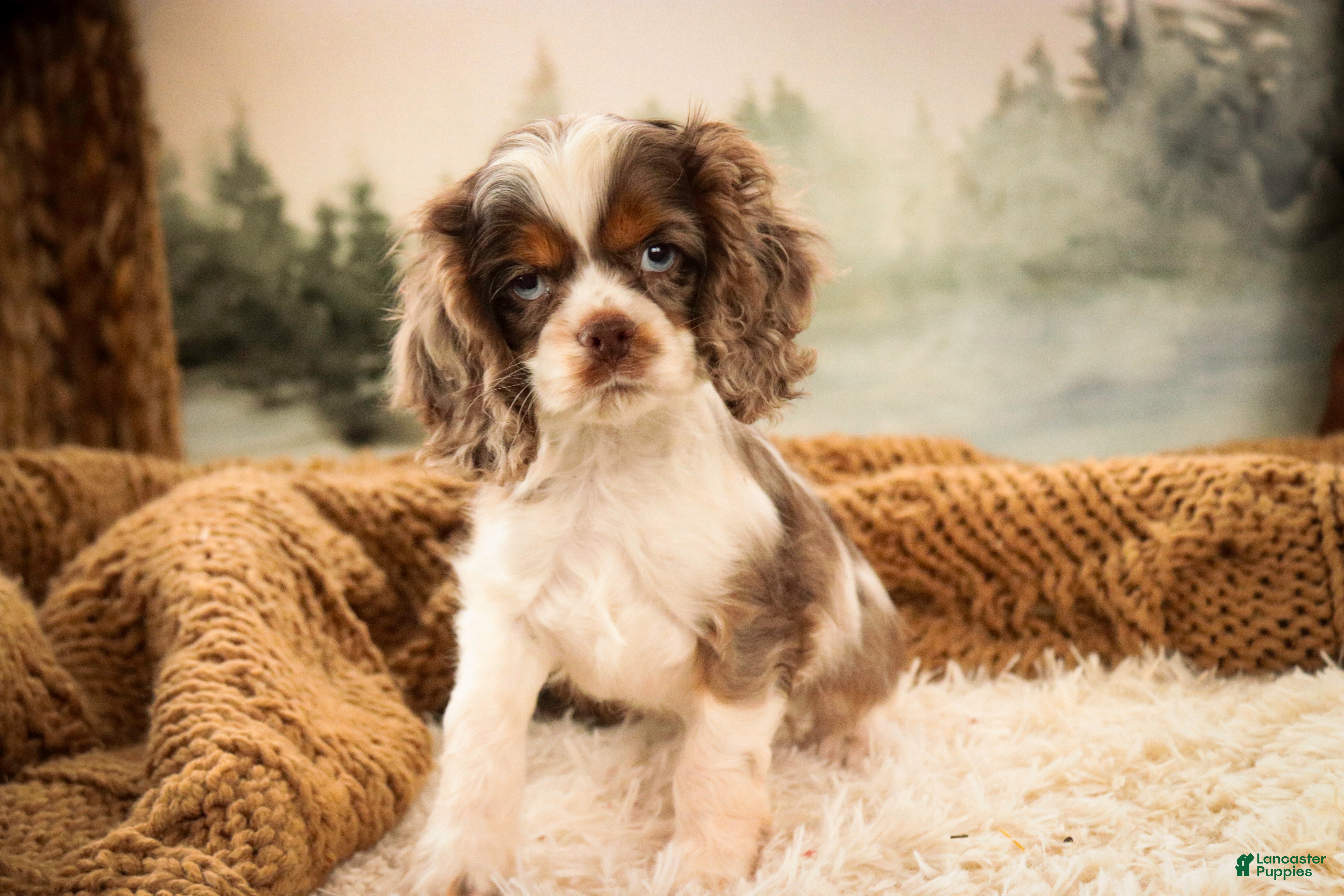 Cocker Spaniel dogs Graham - Ad 2