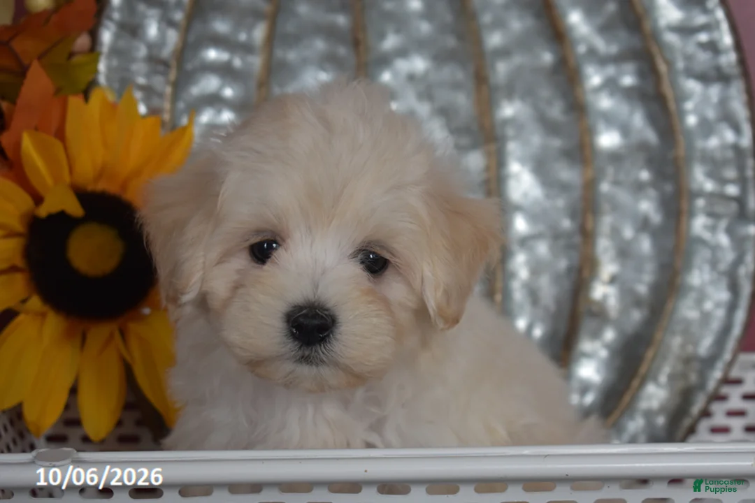 Maltipoo dogs for sale: Ralph - Ad 1