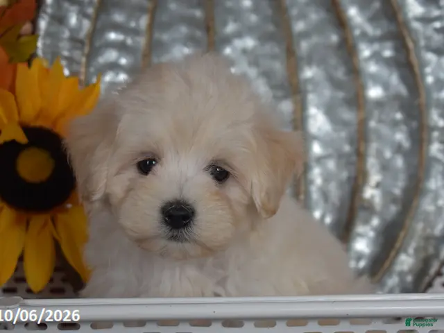 Maltipoo dogs for sale: Ralph - Ad 1