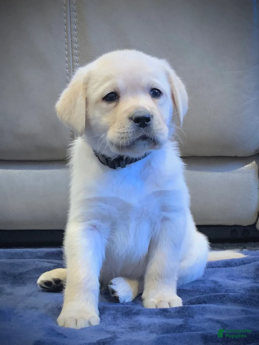 Labrador Retriever dogs for sale: Atlas - Ad 2