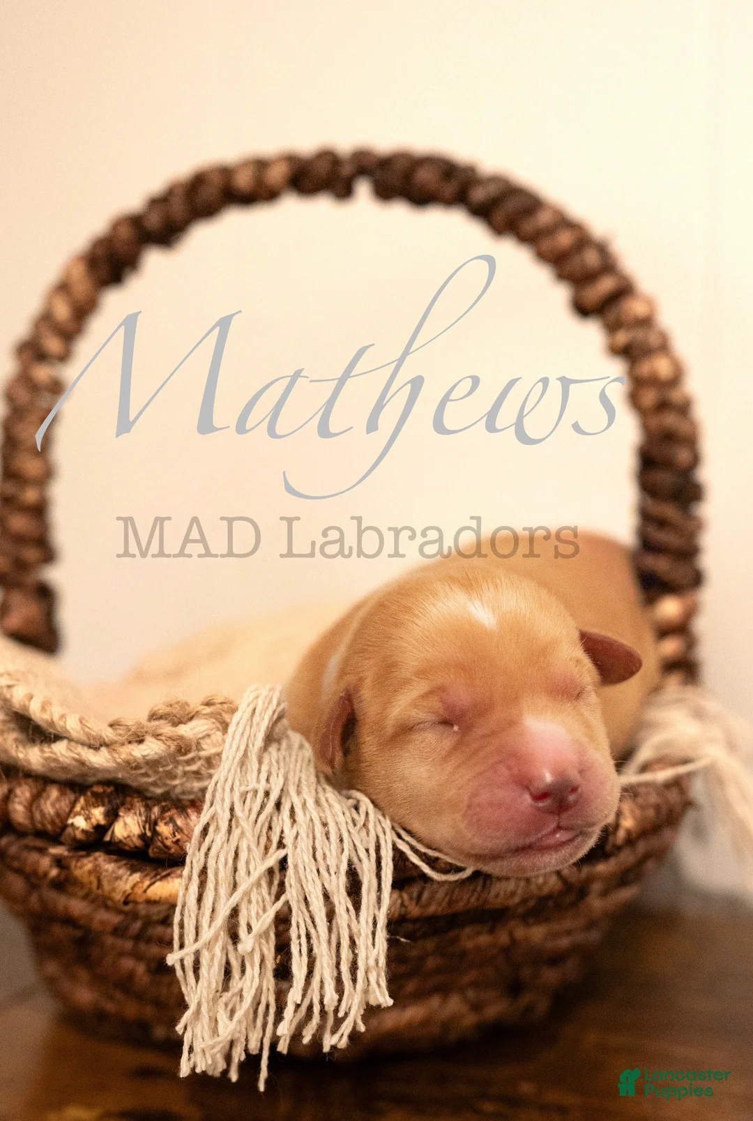 Labrador Retriever dogs for sale: Mathews - Ad 2
