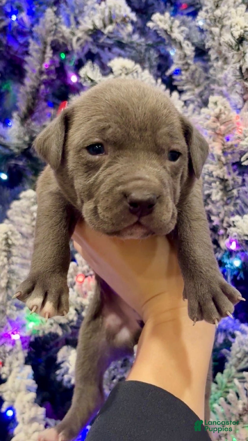 Mixed Breed dogs Thumper - Ad 6