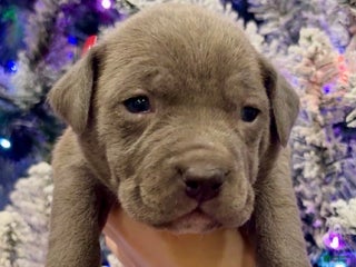 Mixed Breed dogs Thumper - Ad 4