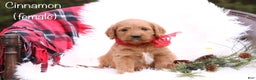 Labradoodle dogs for sale: Cinnamon - Ad 1