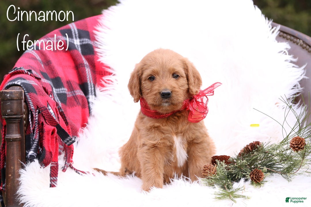 Labradoodle dogs for sale: Cinnamon - Ad 1