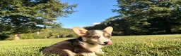 Welsh Corgi Pembroke dogs for sale: Annie - Ad 5