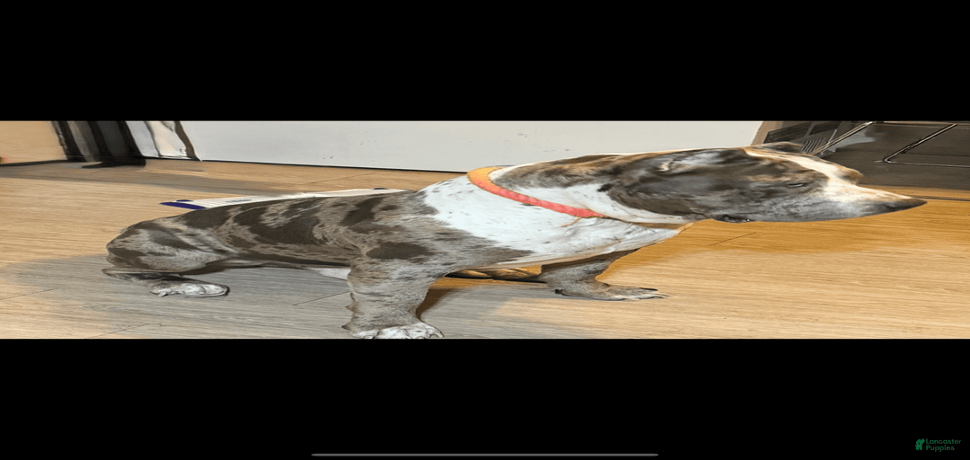 Gallery Image {{count}}