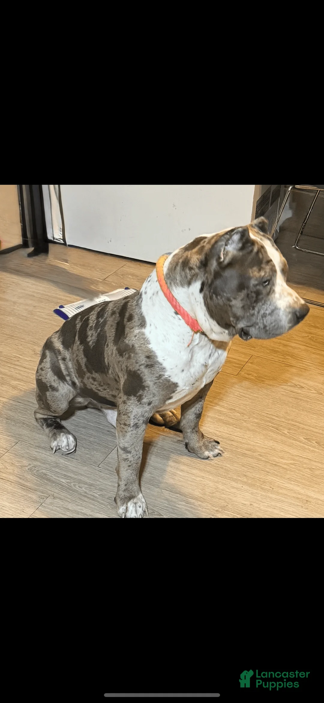 Gallery Image {{count}}