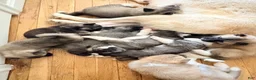 Akita dogs for sale: AKC American Akita Puppies 1500 - Ad 7