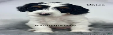 Chico