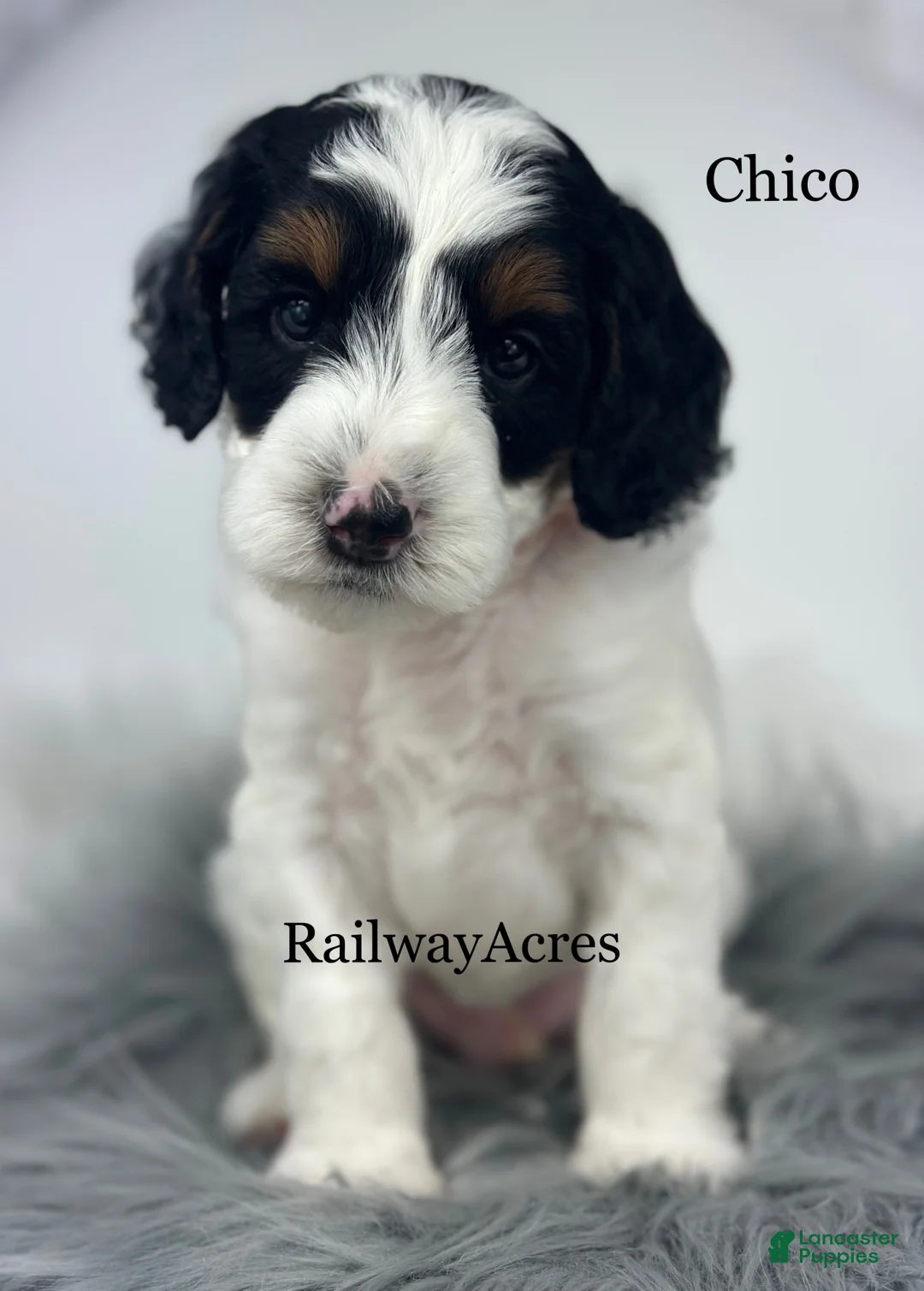 Mini Goldendoodle dogs for sale: Chico - Ad 1