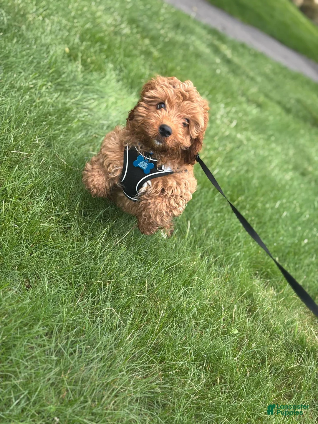 Cavapoo dogs for stud: Cavapoo - Ad 4