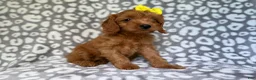 Cavapoo dogs for sale: Molly - Ad 6