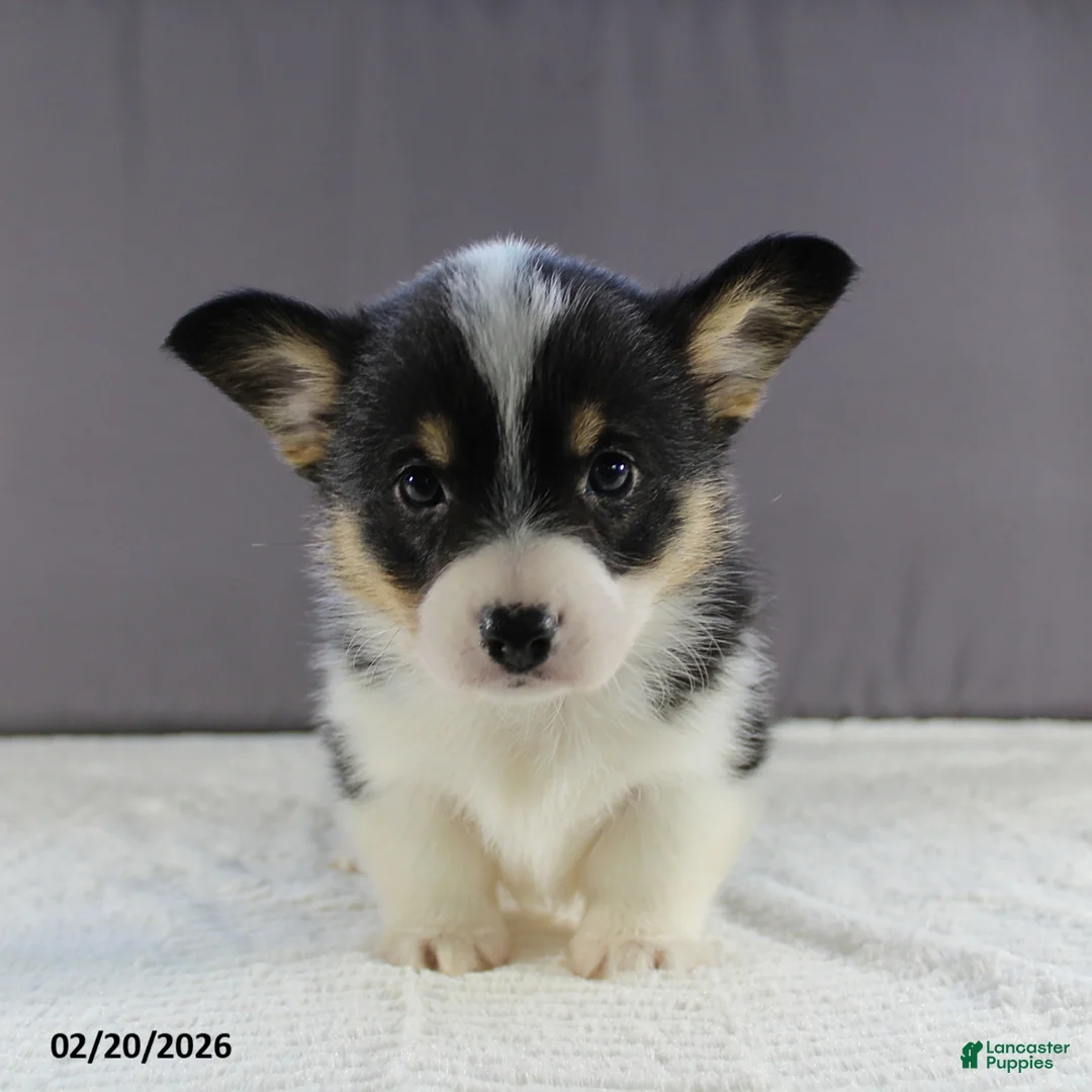 Welsh Corgi Pembroke dogs for sale: Lola - Ad 3
