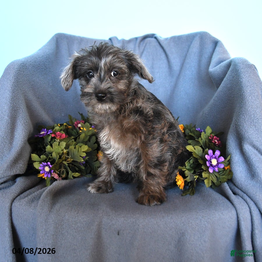 Pomapoo dogs Betsy - Ad 1