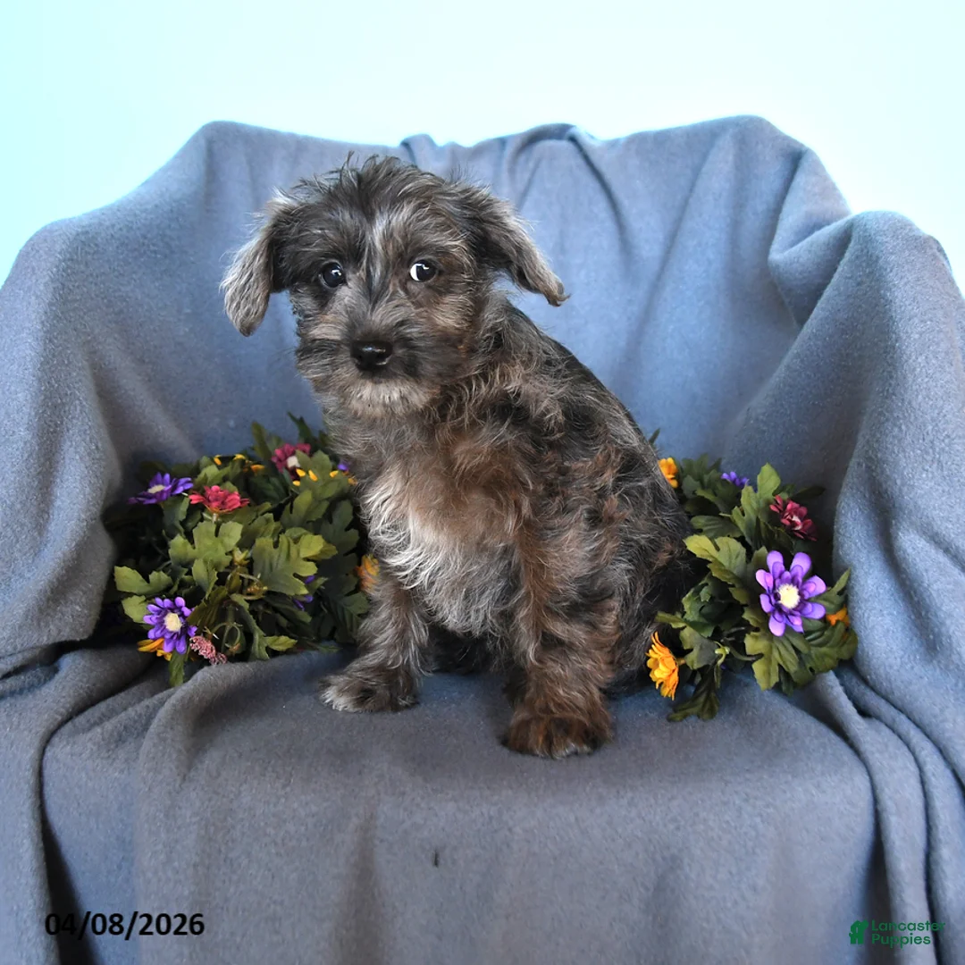 Pomapoo dogs for sale: Betsy - Ad 1