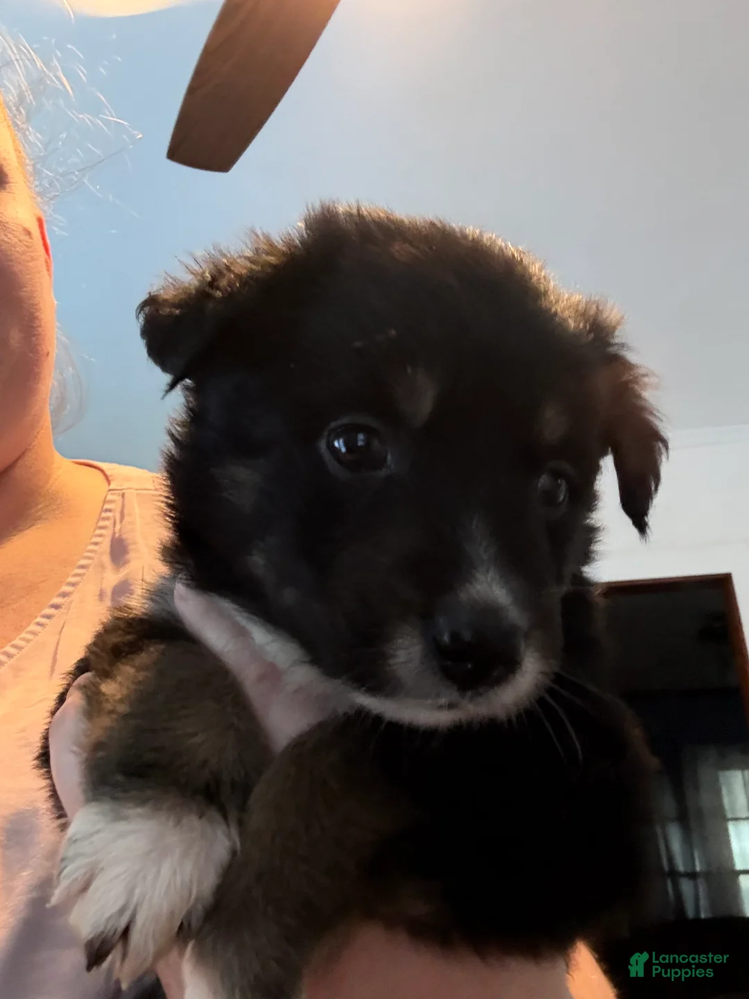 Mixed Breed dogs for sale: Mixed Breed Puppy 2 - Ad 1