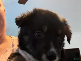 Mixed Breed dogs Mixed Breed Puppy 2 - Ad 6