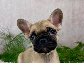 Mixed Breed dogs Miss Ruby - Ad 40