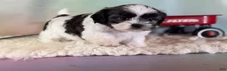 Teddy Bear dogs for sale: Flower - Ad 3