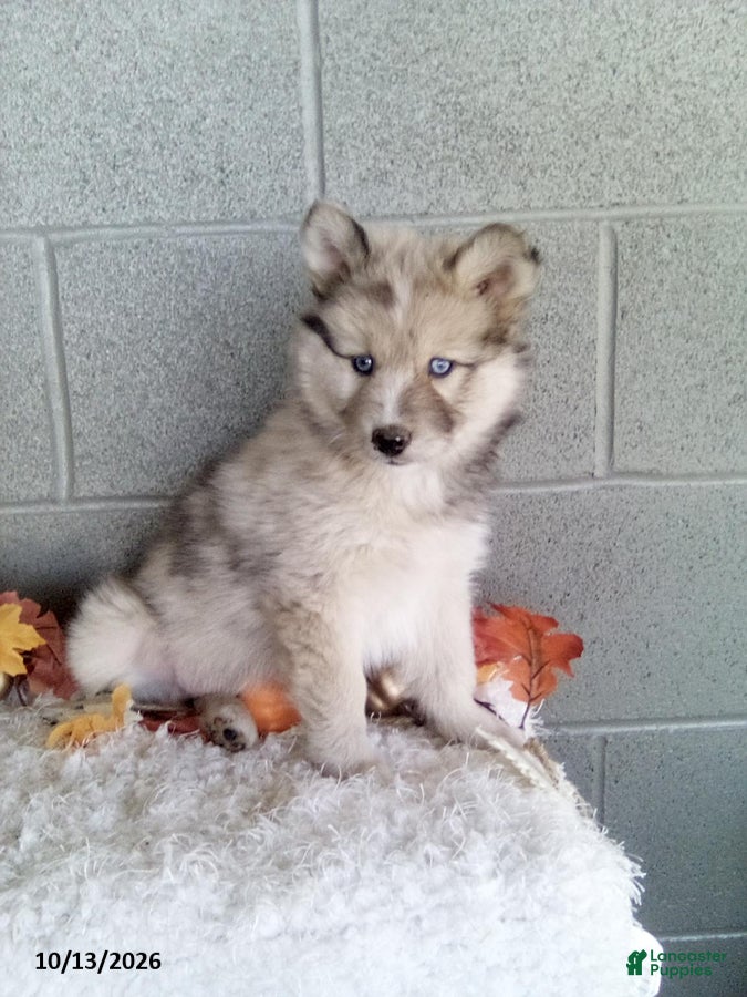 Pomsky dogs Luke - Ad 1