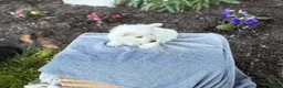West Highland Terrier dogs for sale: Blazer - Ad 12