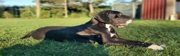 Great Dane dogs for sale: Juniper - Ad 5