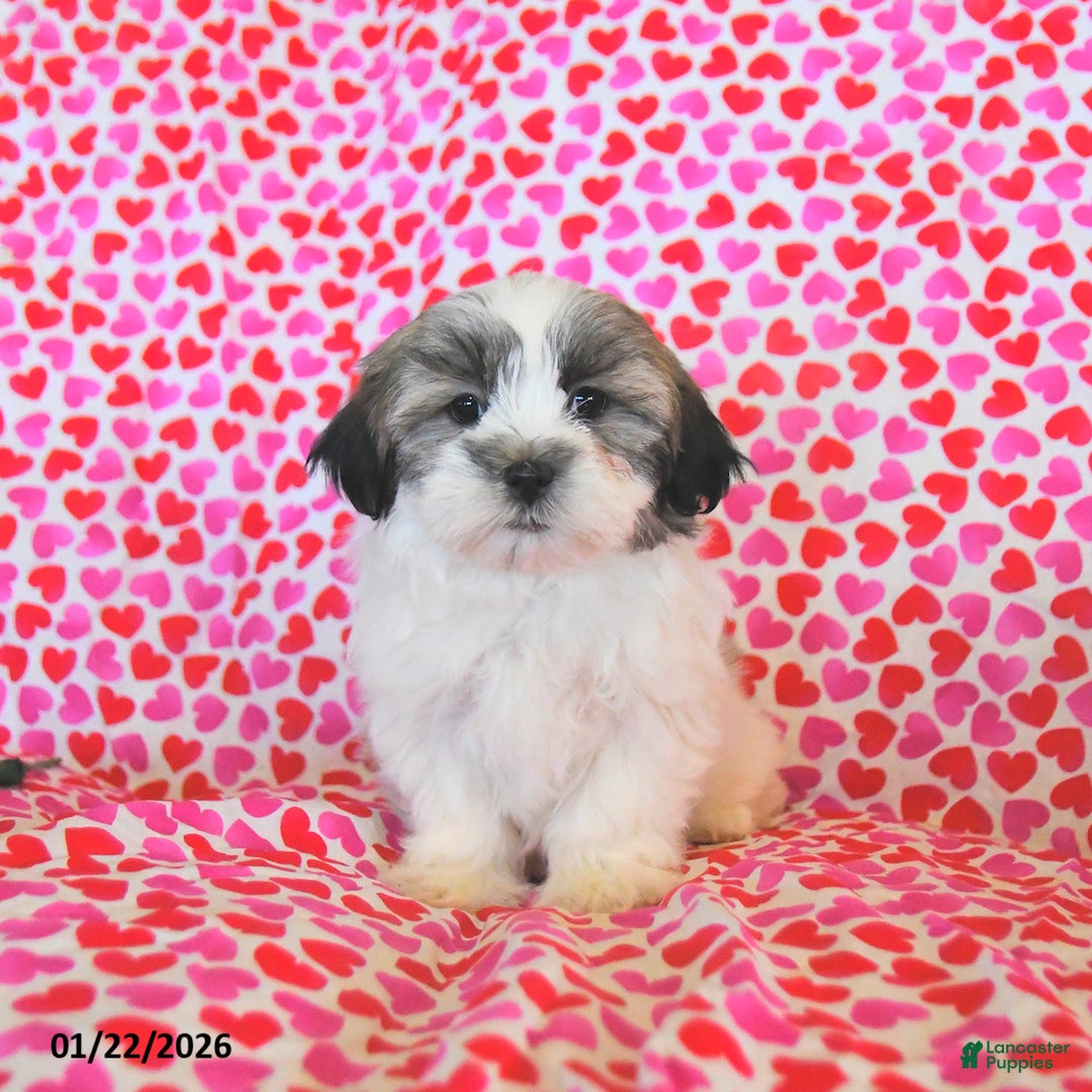 Teddy Bear dogs for sale: Regan - Ad 3