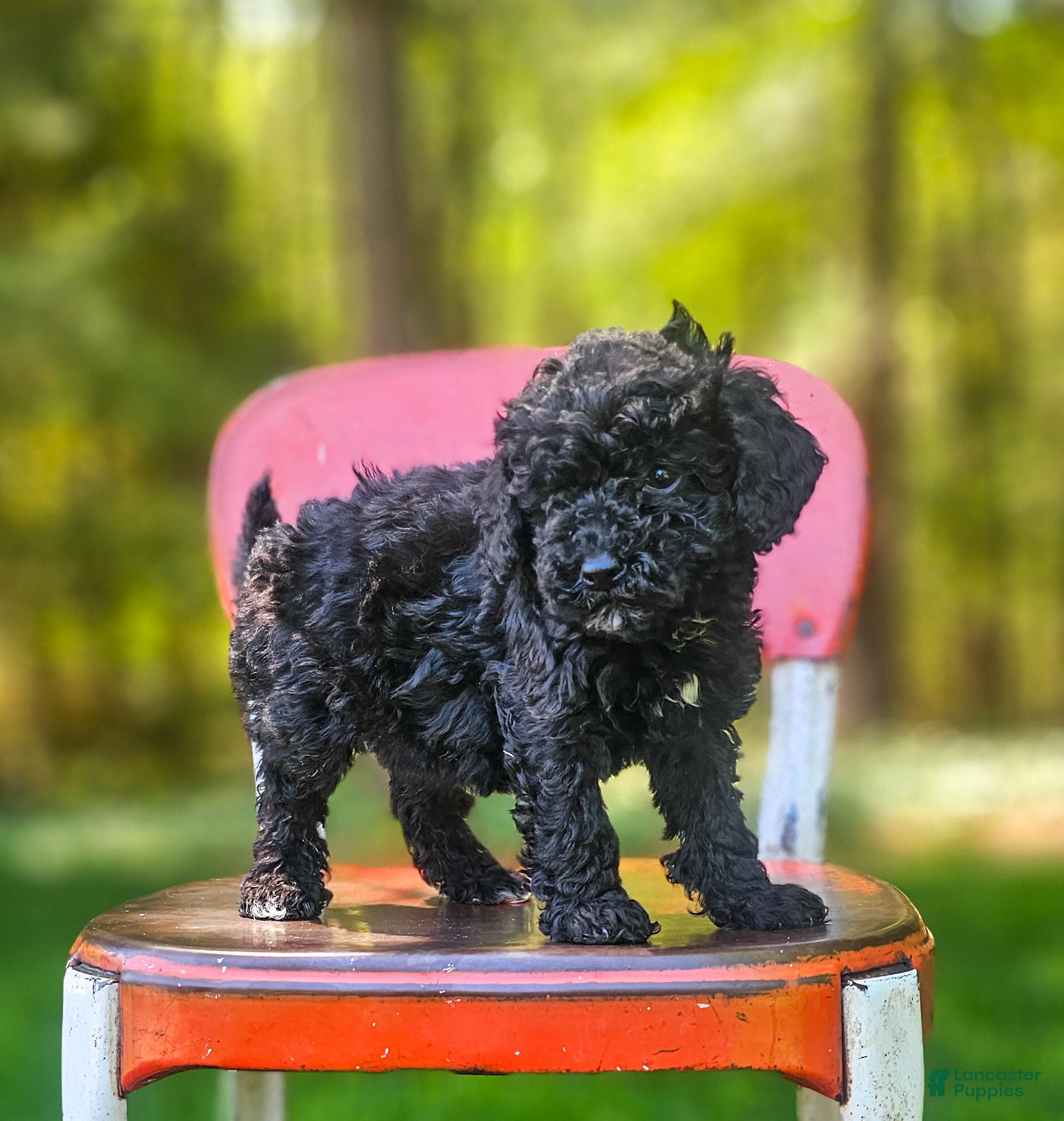 Mini Bernedoodle dogs Midnight  - Ad 2