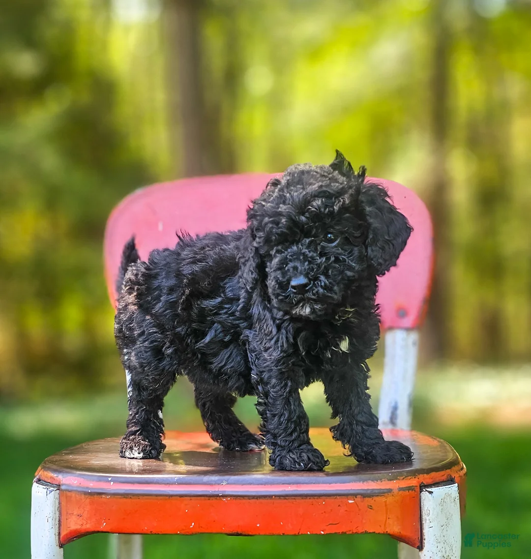 Mini Bernedoodle dogs for sale: Midnight  - Ad 2