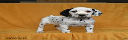 Dalmatian dogs for sale: Carla - Ad 2