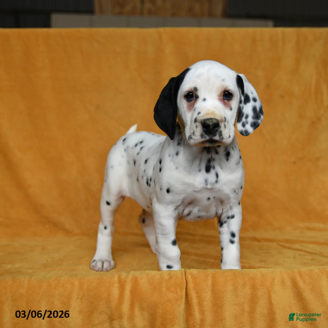 Dalmatian dogs for sale: Carla - Ad 2