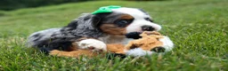 Cocker Spaniel dogs for sale: Jaxon 🐶💙 - Ad 9
