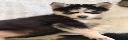 Pomsky dogs for sale: Angel  - Ad 2