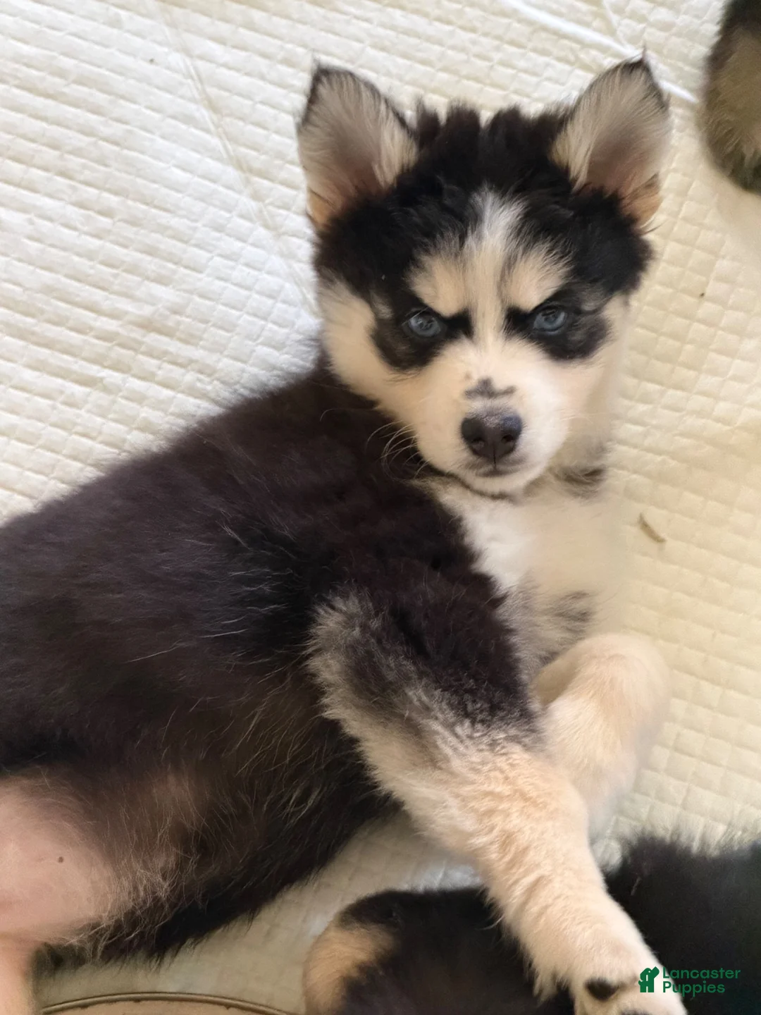 Pomsky dogs for sale: Angel  - Ad 2