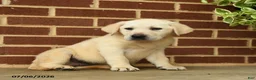 Labrador Retriever dogs for sale: Bubbles - Ad 4