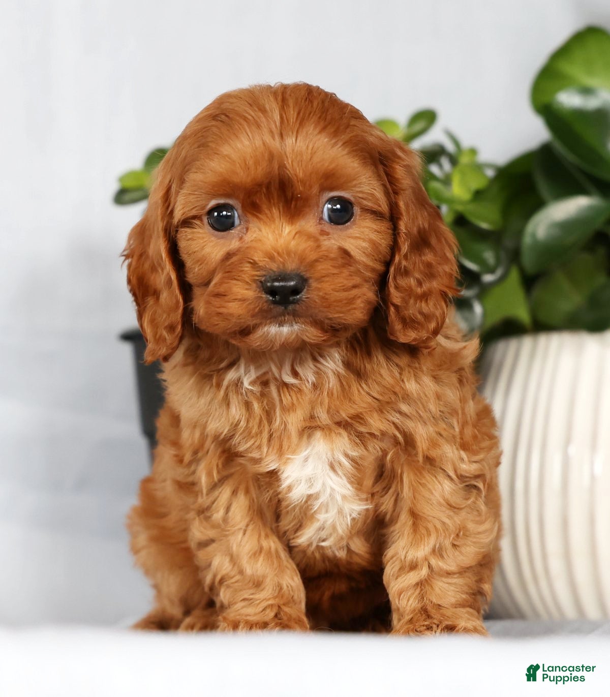 Cavapoo dogs Max - Ad 1