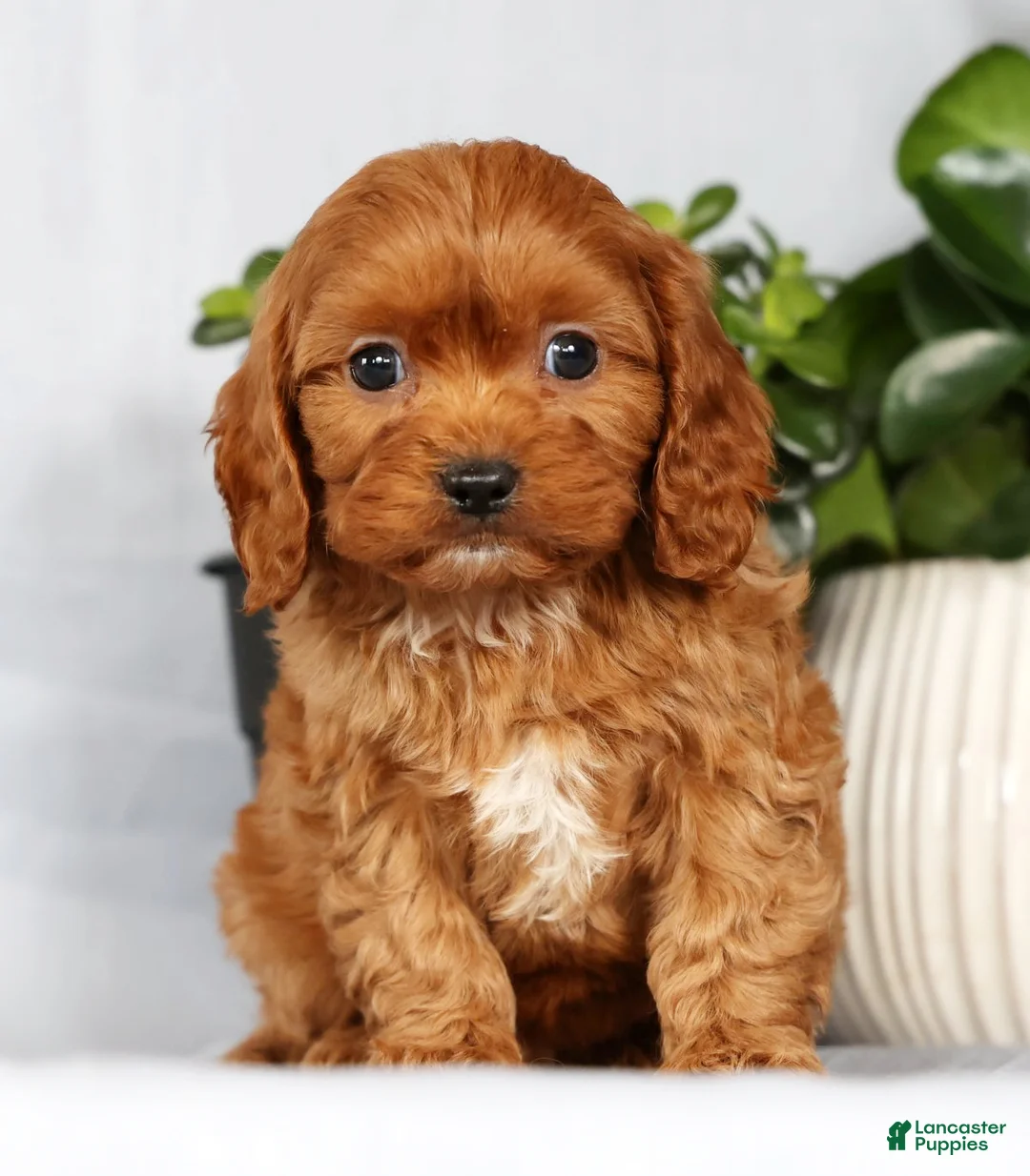 Cavapoo dogs for sale: Max - Ad 1